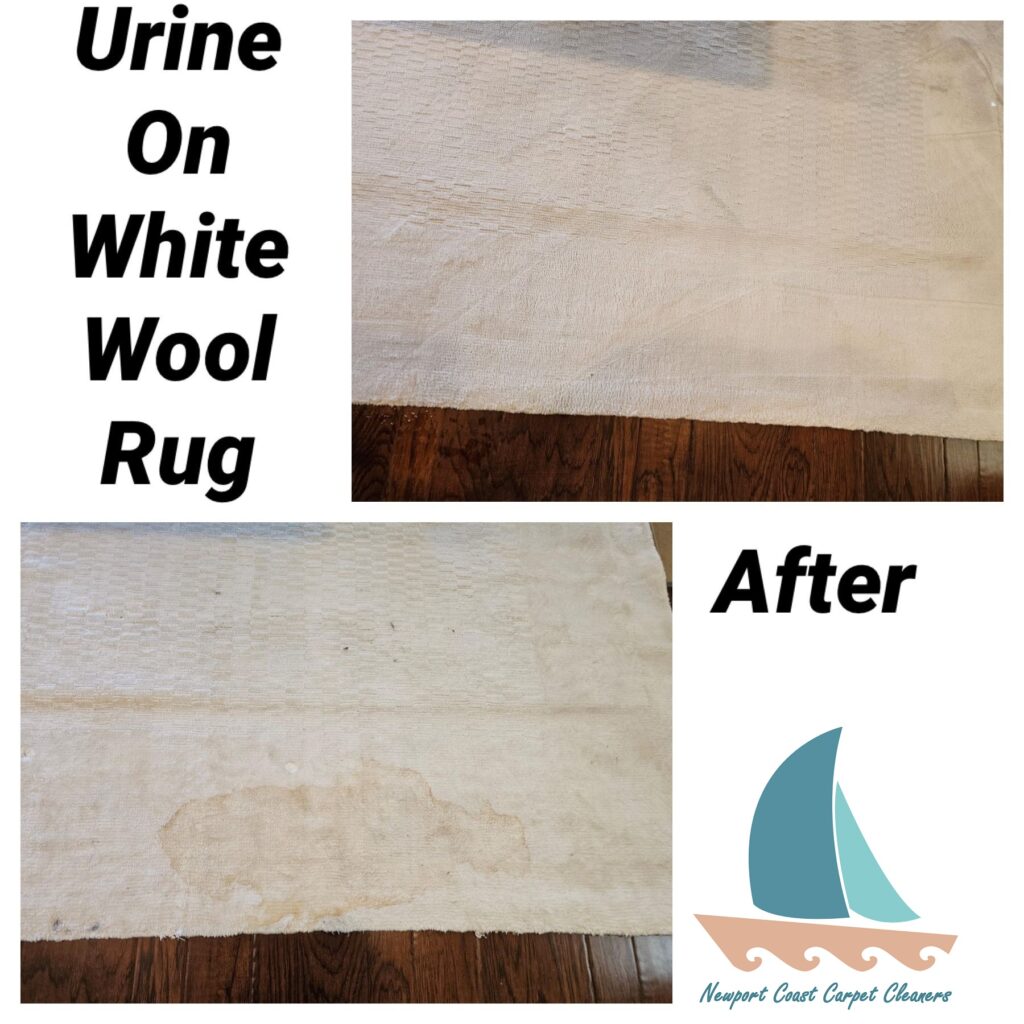 Pet Stain Removal From A Wool Rug